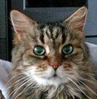 www.katzen-adel.de