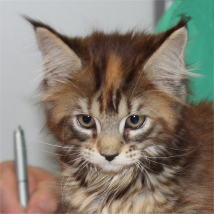 Aida mit 11 Wochen in Leipzig, fotografiert von Peter Heine