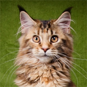 Callas mit 4 Monaten in Osterode, fotografiert von Dörte Salomon