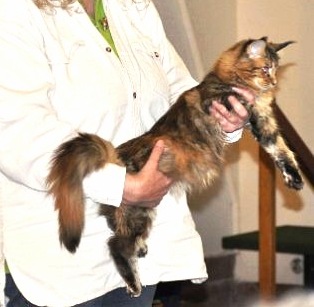 Callas BIS in Vissel