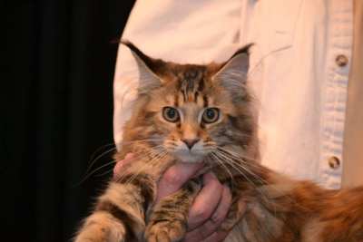 Callas SP in Osterode