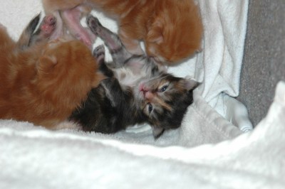 Callas & Co 11 Tage alt