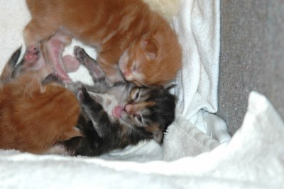 Callas & Co 11 Tage alt