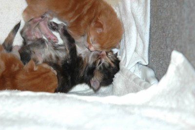 Callas & Co 11 Tage alt