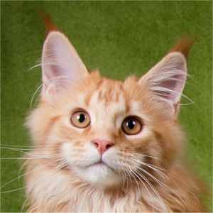 Caruso mit 4 Monaten in Osterode, fotografiert von Dörte Salomon