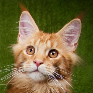 Gedda mit 4 Monaten in Osterode, fotografiert von Dörte Salomon