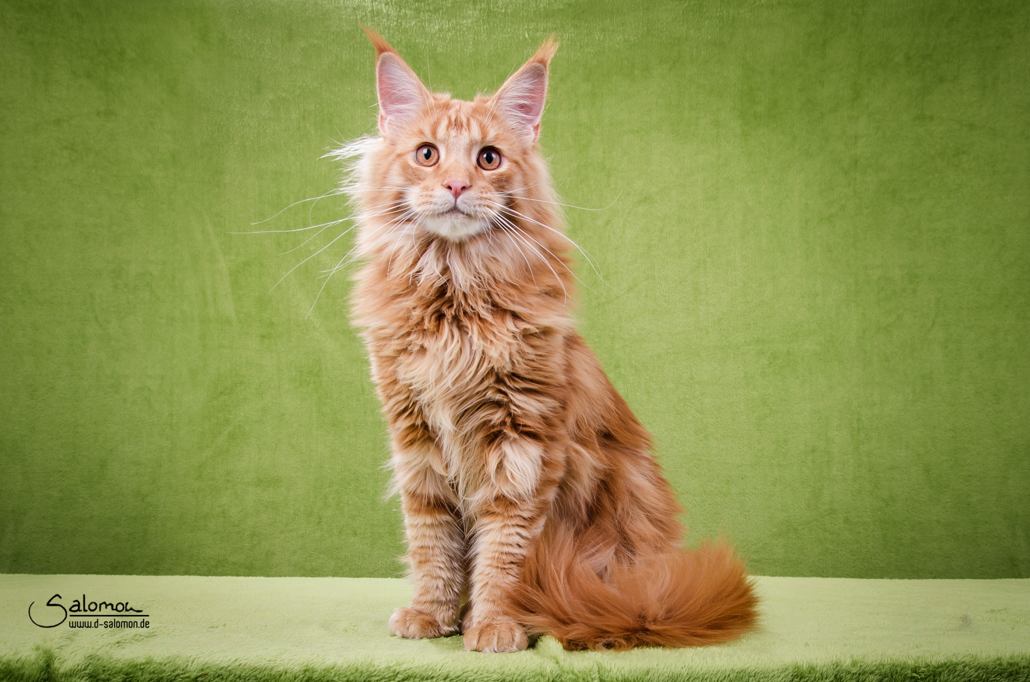 Gedda in Schackensleben