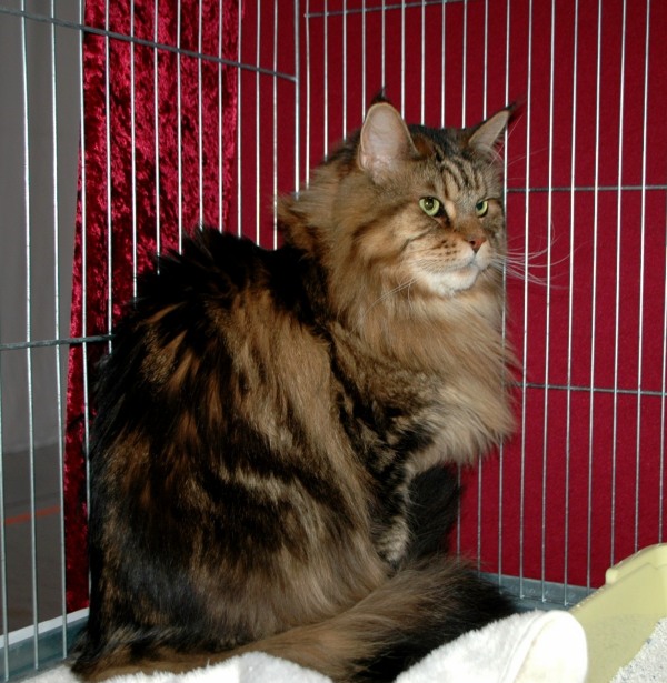 Benny in Hameln