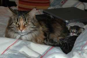 Bastet & Lise