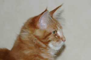 Max