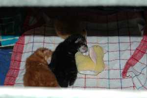 Max & Lise 12 Tage alt