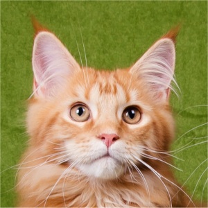 Quando mit 4 Monaten in Osterode, fotografiert von Dörte Salomon