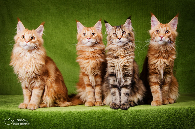 Vier in Osterode, fotographiert von Dörte Salomon